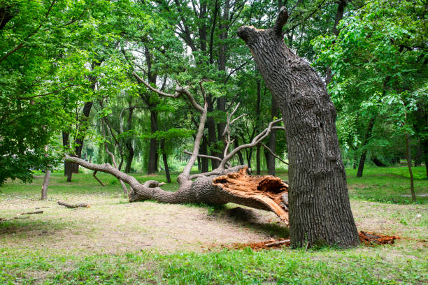 Best Lawn Dethatching  in Laflin, PA