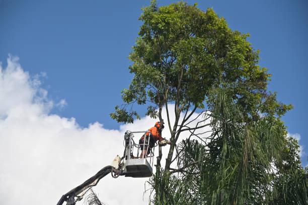 Best Fruit Tree Pruning  in Laflin, PA