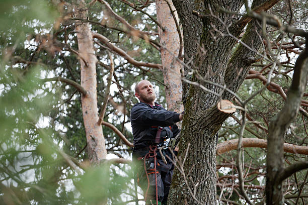 Best Storm Damage Tree Cleanup  in Laflin, PA